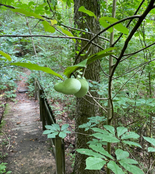 Three green fruits hanging from a branch in a lush, green forest with a wooden path in the background.