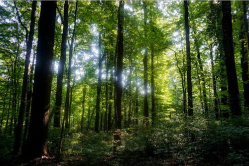 Sunlight filters through tall trees in a lush green forest, creating a serene and tranquil atmosphere.