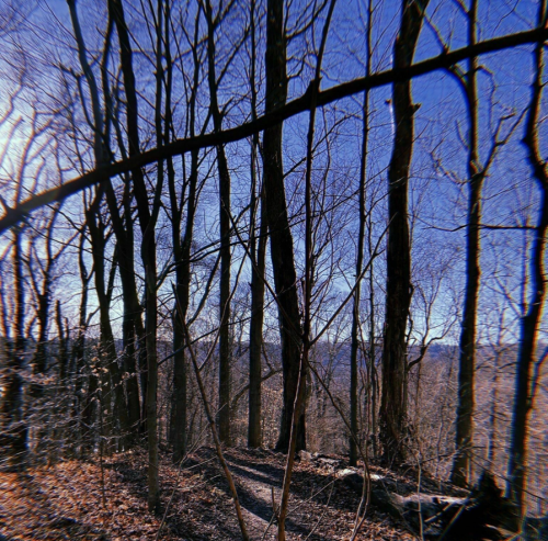A serene forest scene with bare trees against a clear blue sky, creating a tranquil atmosphere.