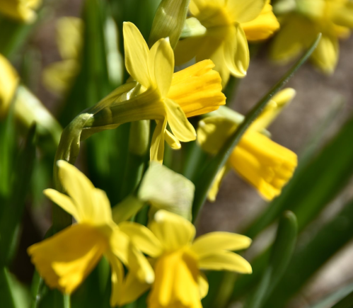 Close-up of vibrant yellow daffodils blooming among green leaves in a sunny garden.