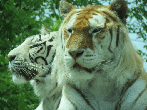 Two tigers sit close together, one with a white coat and the other with an orange and black striped coat, surrounded by greenery.