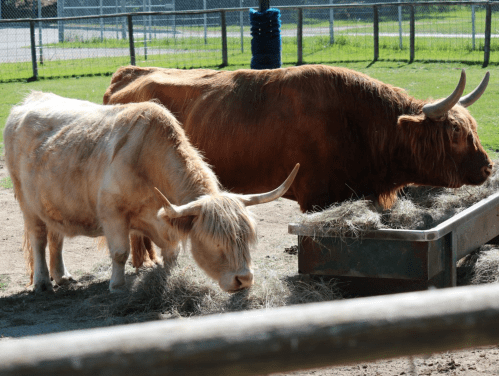 Two cows, one light-colored and one brown, are eating hay from a trough in a sunny pasture.
