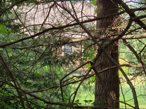 A view through dense branches revealing a cabin partially hidden in a lush green landscape.
