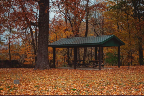 A green picnic shelter surrounded by vibrant autumn foliage and fallen leaves on the ground.