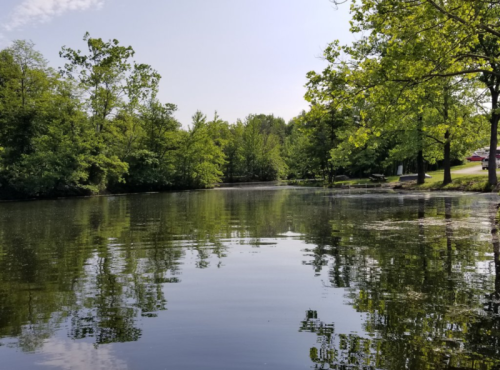 A serene pond surrounded by lush green trees, reflecting the sky and foliage on its calm surface.