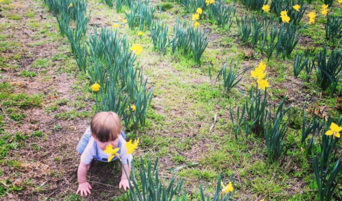 A child crawls through a field of blooming yellow daffodils on a sunny day.