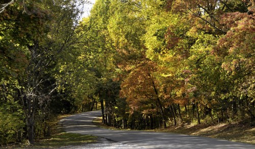 A winding road surrounded by vibrant autumn trees in shades of green, yellow, and orange.