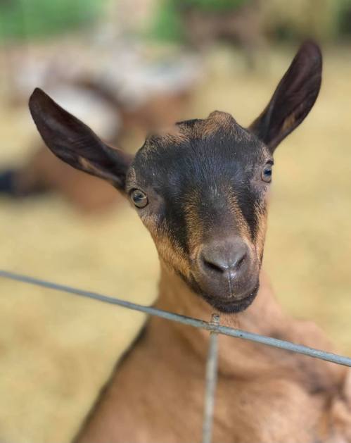 A close-up of a brown goat with dark markings, looking curiously through a fence.