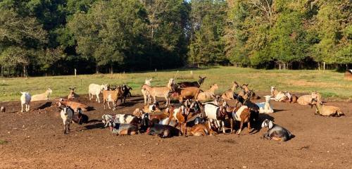 A group of goats resting and grazing in a sunny field surrounded by trees.