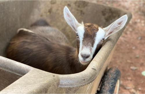 A young goat resting in a wheelbarrow, looking curiously at the camera.