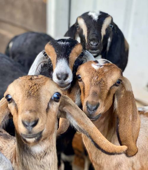 A close-up of four goats with varying colors and expressions, gathered together in a playful manner.