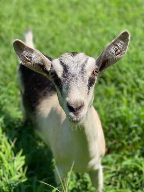 A close-up of a curious goat standing in a lush green field, looking directly at the camera.