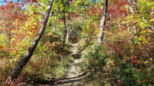A winding dirt path through a vibrant forest with colorful autumn leaves on trees.