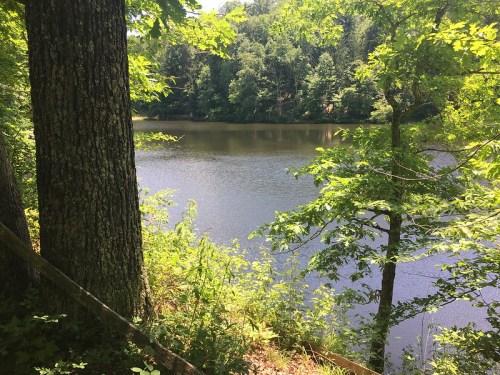 A serene lake surrounded by lush green trees and foliage on a sunny day.