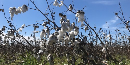 Cotton plants with fluffy white bolls against a clear blue sky in a field.