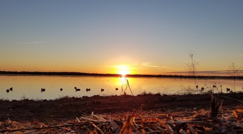 A serene sunset over a calm lake, with silhouettes of ducks along the shore and a clear sky.