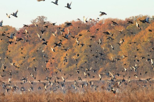 A flock of birds takes flight over a tranquil lake, surrounded by autumn-colored trees.