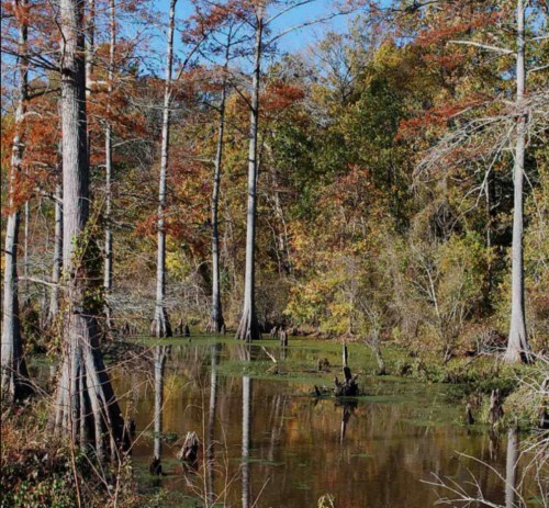 A serene swamp scene with cypress trees and colorful autumn foliage reflected in still water.