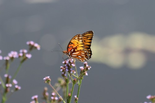 A vibrant orange butterfly perched on small purple flowers against a blurred background.