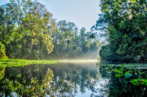 A serene river scene with lush trees and mist reflecting on calm water, surrounded by lily pads.