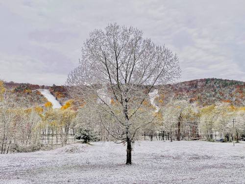A solitary tree stands in a snowy landscape, surrounded by autumn-colored hills and a cloudy sky.