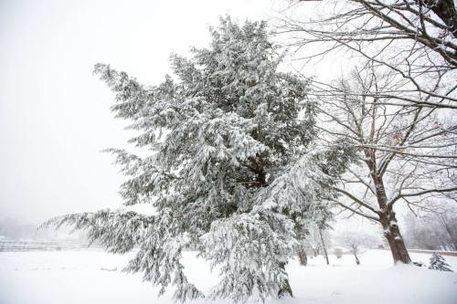 A snow-covered tree stands in a winter landscape, surrounded by a blanket of white snow and a foggy atmosphere.