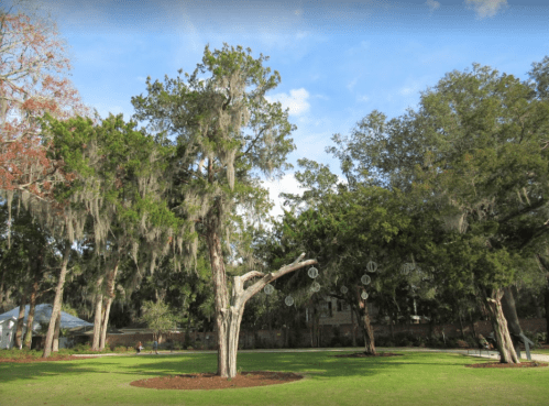 A serene park scene featuring tall trees draped with Spanish moss under a blue sky.