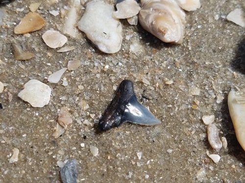 A small shark tooth lies among various pebbles and shells on a sandy surface.