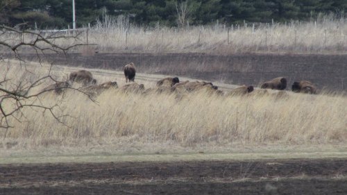 A herd of bison grazing in a grassy field with sparse trees in the background.