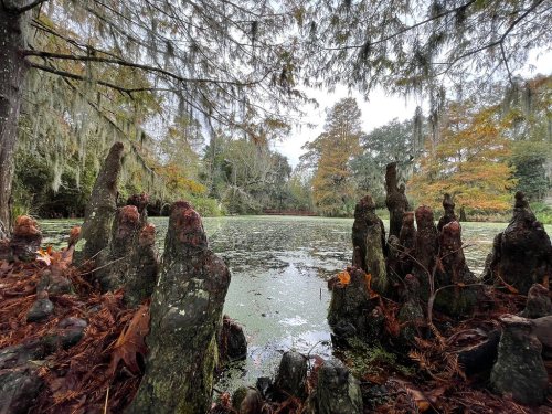 A serene swamp scene with cypress knees emerging from the water, surrounded by trees and moss.