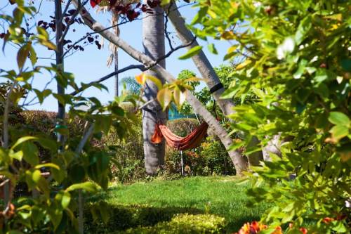 A hammock hangs between two palm trees in a lush garden, surrounded by vibrant green foliage.