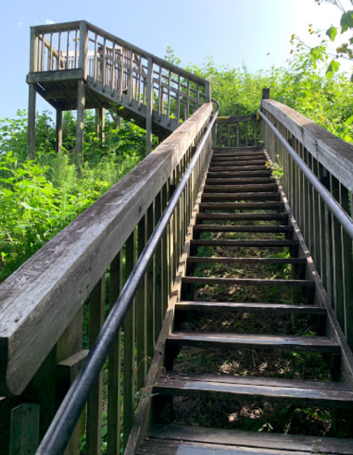 Wooden stairs leading up through lush greenery, with a platform visible at the top under a clear blue sky.