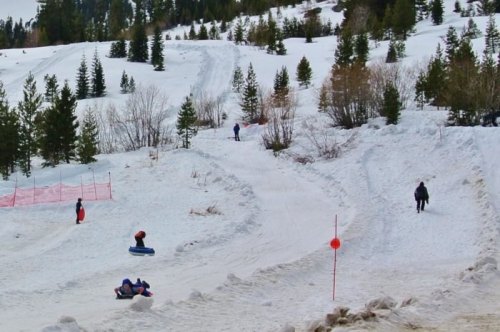 People sledding down snowy hills surrounded by evergreen trees, with a clear blue sky above.
