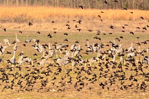 A flock of birds in flight above a field with several cranes standing on the ground, surrounded by tall grass.