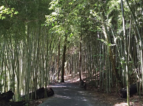 A serene path through a dense bamboo forest, with sunlight filtering through the tall green stalks.