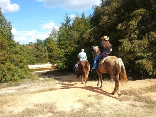 Two people riding horses along a dirt path surrounded by trees on a sunny day.