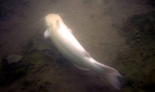 A white catfish swimming underwater over a sandy and rocky bottom.