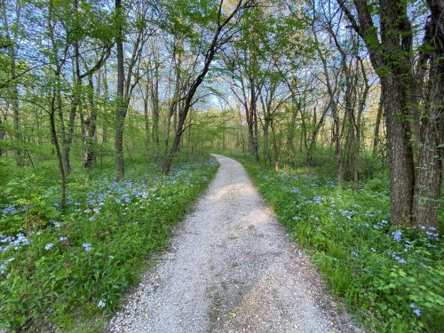 A gravel path winds through a lush green forest, lined with blooming wildflowers under a clear blue sky.
