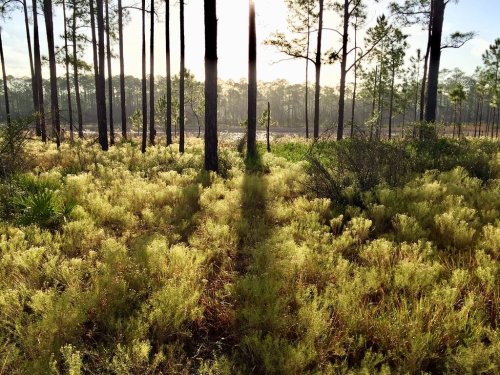 Sunlight filters through tall pine trees, illuminating a lush, green field with soft, golden grasses.