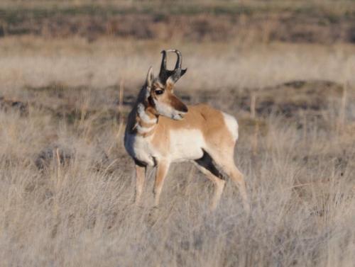 A pronghorn antelope stands in a grassy field, showcasing its distinctive brown and white markings.
