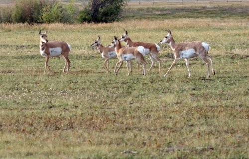 A group of five pronghorn antelope walking across a grassy field.