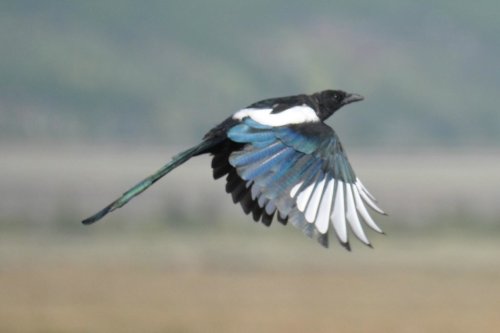 A magpie in flight, showcasing its striking black and white feathers with iridescent blue accents.