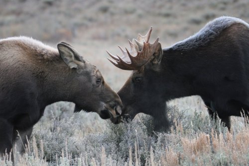 Two moose engage in a gentle head-to-head interaction in a grassy field.