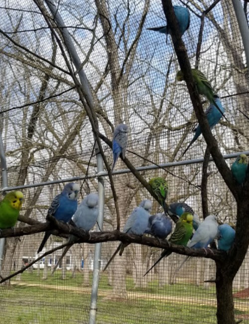 A group of colorful budgerigars perched on a branch inside an aviary, surrounded by trees and a blue sky.