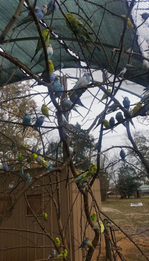 A tree branch filled with colorful budgerigars in a netted enclosure, surrounded by greenery.