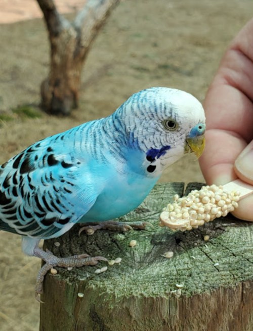 A blue budgerigar perched on a wooden post, pecking at seeds held in a person's hand.