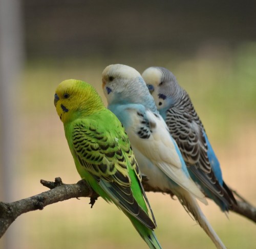 Three colorful budgerigars perched on a branch, showcasing green, blue, and white feathers.