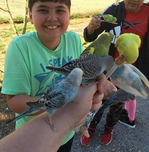 A smiling boy holds his hand out with colorful budgerigars perched on it, while another child watches nearby.