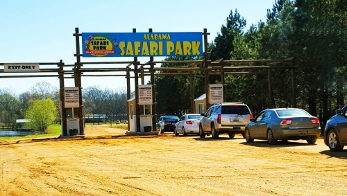 Entrance to Alabama Safari Park with cars lined up on a dirt road under a bright blue sign.