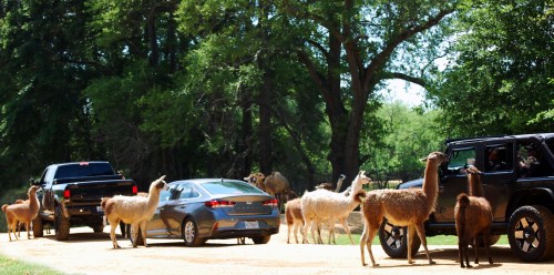 Llamas and cars on a dirt road, surrounded by trees in a sunny outdoor setting.
